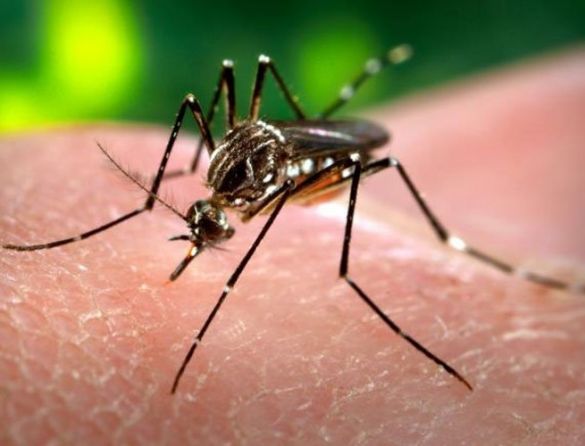  Zika é transmitido pelo leite? Há vacina contra o vírus? Tire dúvidas