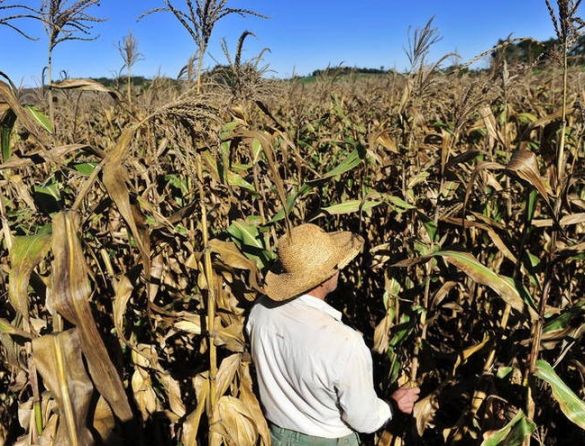 Aquecimento causará tragédias na agricultura e na saúde do Brasil
