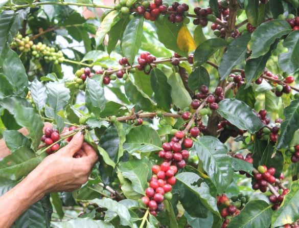 Falta de mão de obra afeta colheita de café no ES 