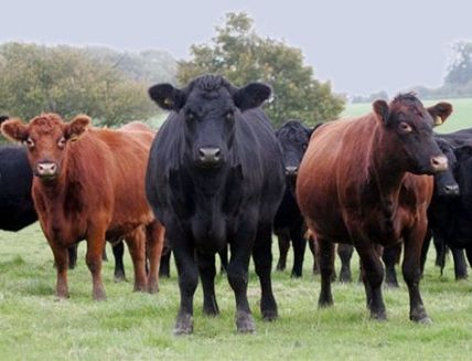 Abate de bois angus, de carne mais cara, cresce 21% em 2015