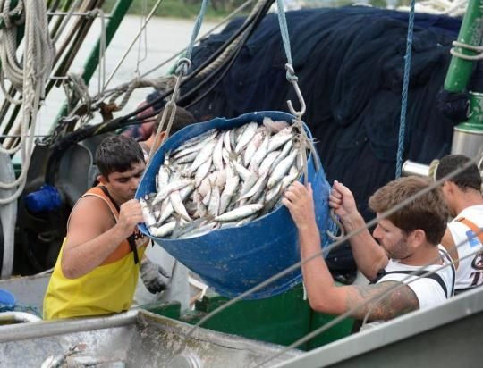 Força Sindical-SC luta pela licença de Pesca da Tainha