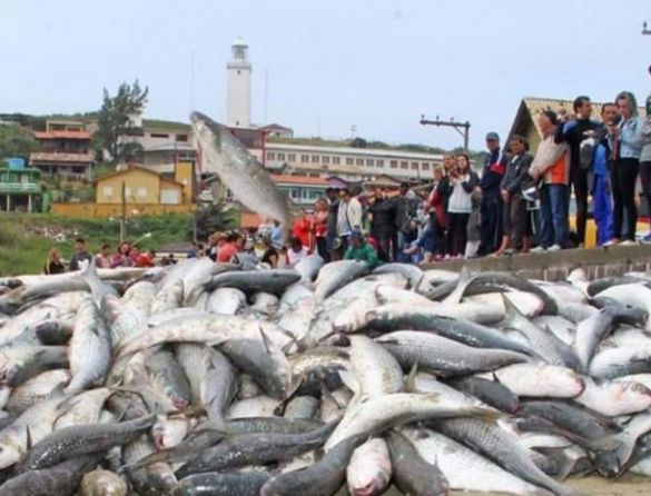 Pescadores capturam 40 toneladas de Tainha em Laguna/SC