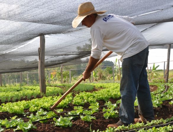 Agropecuária puxa leve recuperação do emprego