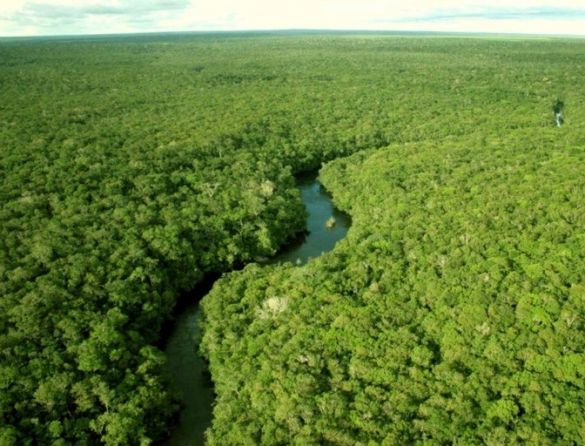 Empresas que desmatam Amazônia usam paraísos fiscais para investir