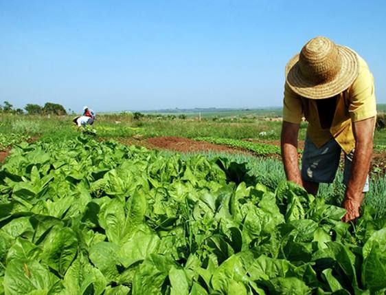 Trabalhador rural começa mais cedo e enfrenta informalidade