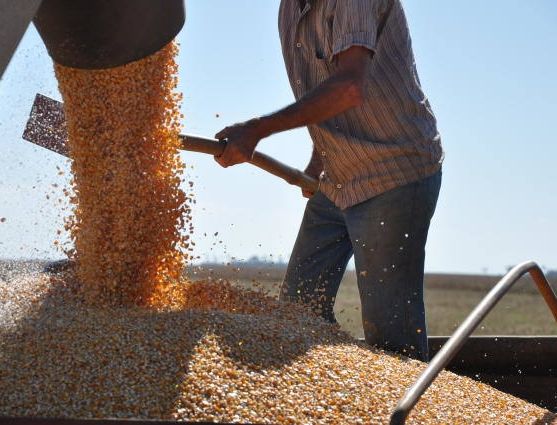 Interessados na compra de milho a preço mais baixo já podem se cadastrar no Sintraf